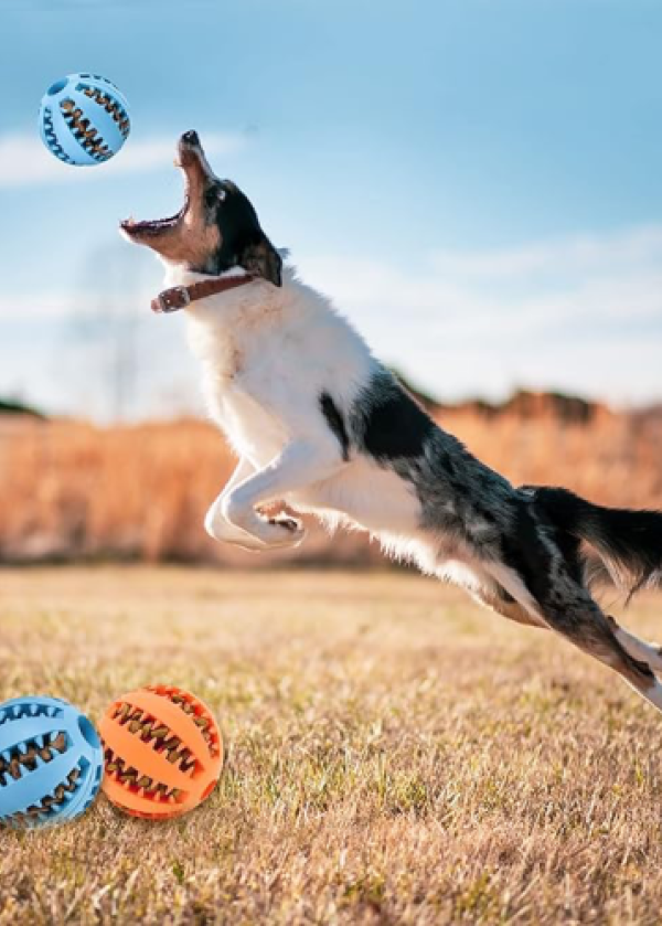 Mama Hazneli Köpek Eğitim Ve Oyun Topu
