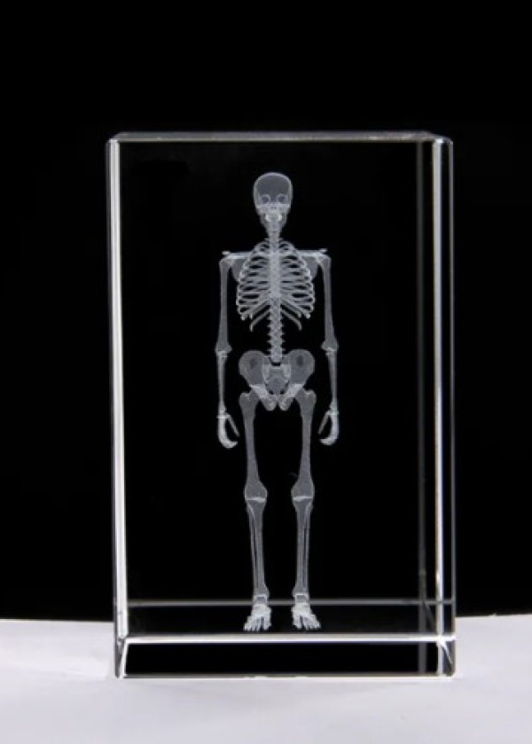 3D Kristal İnsan İskeleti Modeli