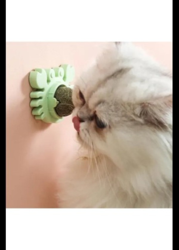Yengeç Kedi Otu Oyun Topu